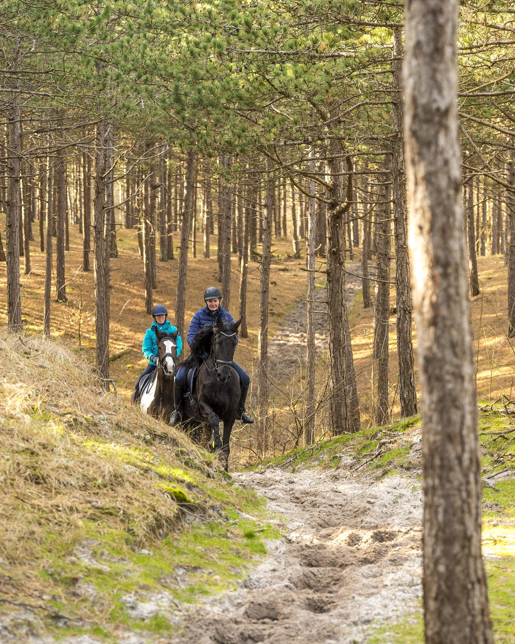 Twee ruiters rijden in het bos