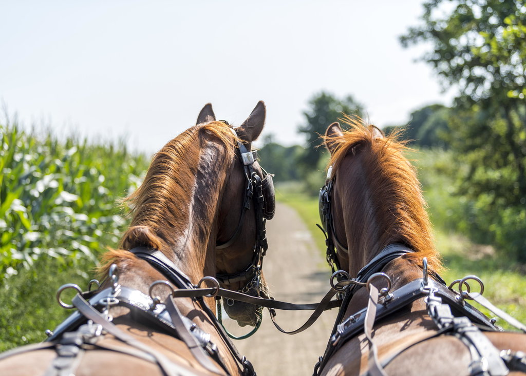 Tweespan paarden tijdens een buitenrit 
