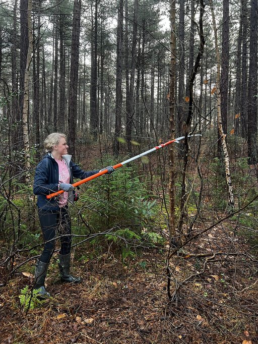 Een vrijwilliger zaagt takken om in het bos om de paardenroute vrij te maken