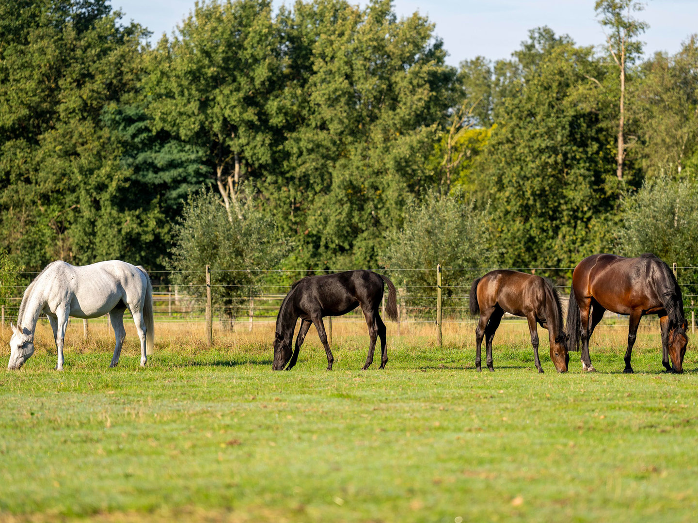 Een kudde paarden met veulens graast in de wei