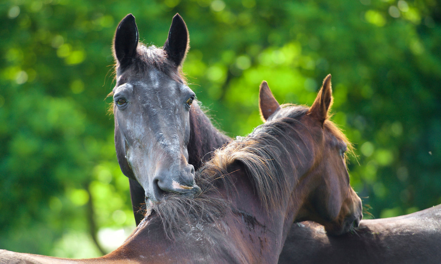 Twee oude paarden kriebelen elkaar en zijn met wedstrijdpensioen