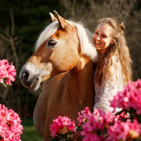 Haflinger tussen de bloemen met amazone 