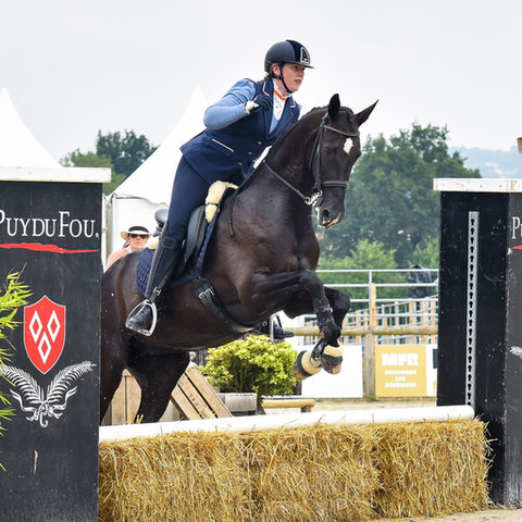 Working Equitation paard springt over een hindernis