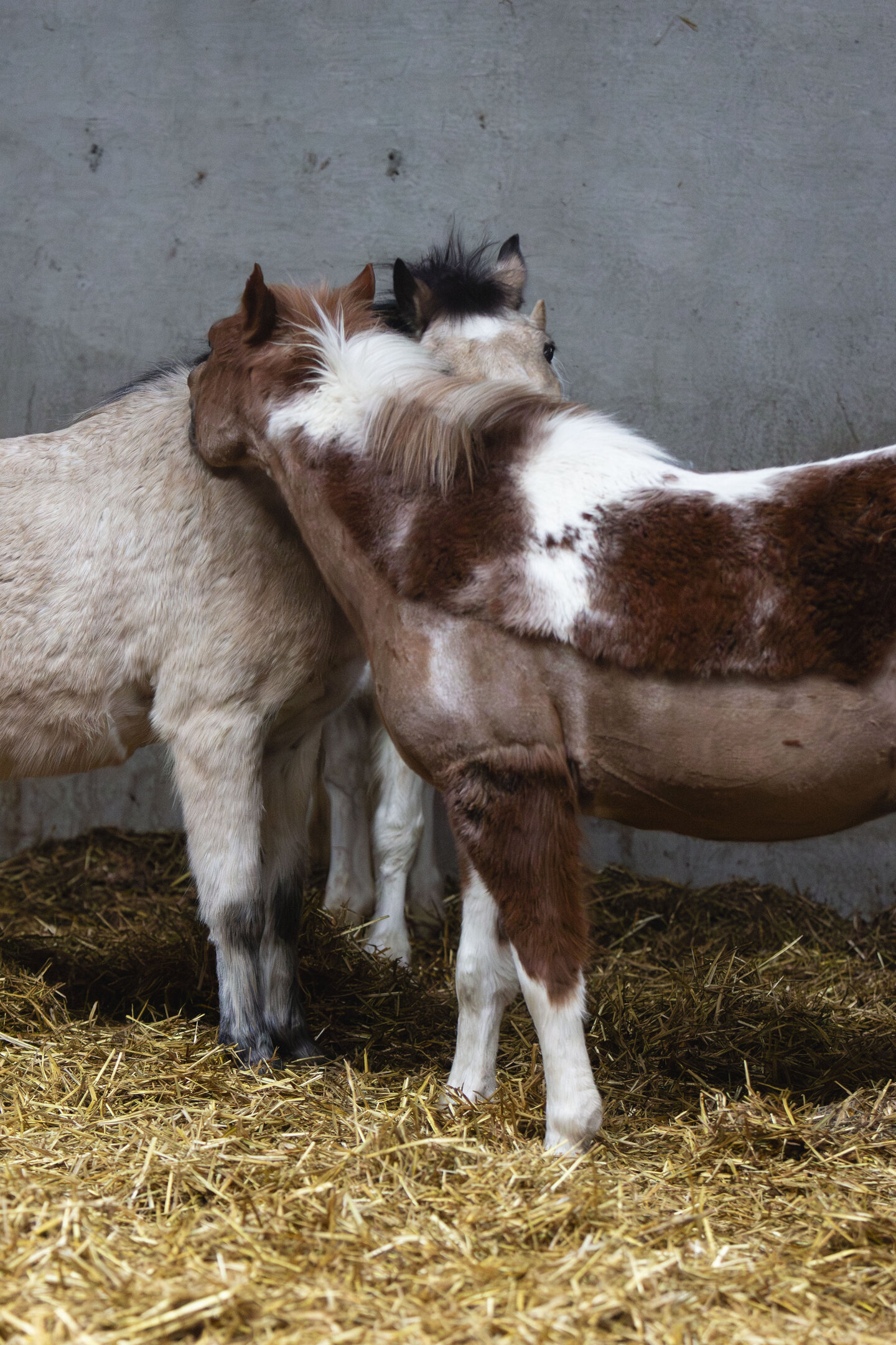 pony's krabbelen elkaar op stal