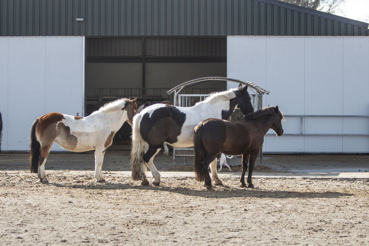 drie paarden staan te relaxen in de zon in de paddock van de uitloopstal