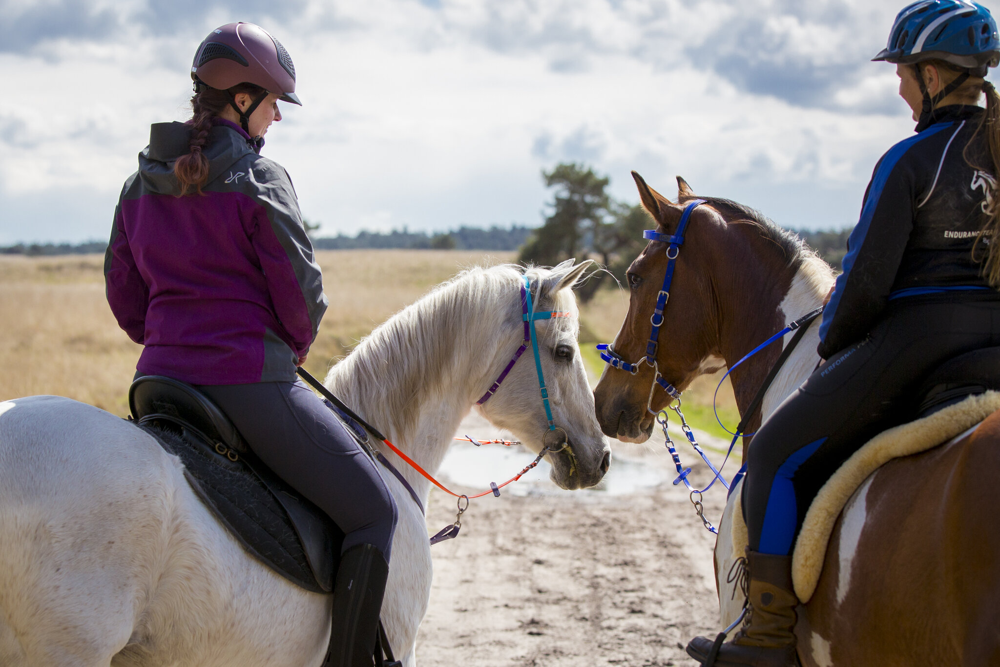 djilan en renata laten hun paarden bliksem en mano aan elkaar snuffelen