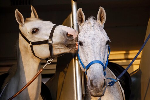 een paard geeft het andere paard dat ook in de vrachtwagen staat een likje