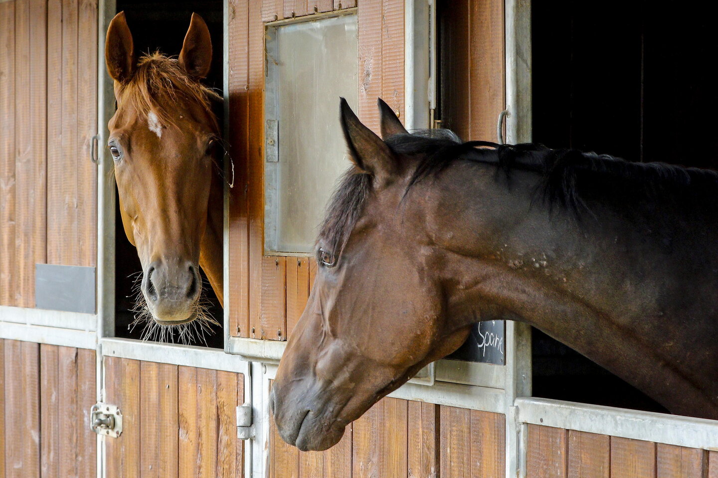 Twee paarden die op stal staan kijken naar elkaar