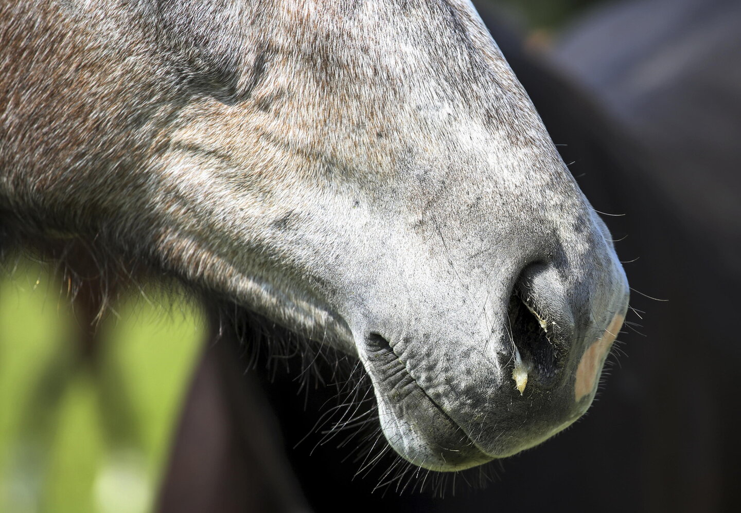 Een paard heeft een snotneus