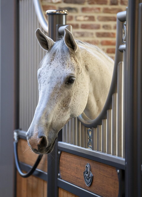 Een wit paard staat op stal