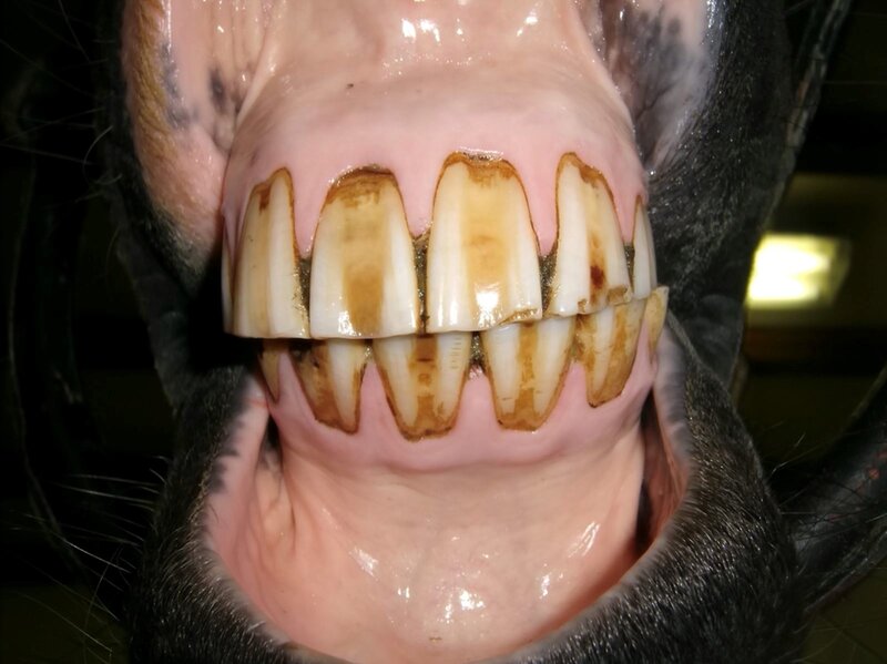 een paard met duidelijk schuin afgesleten snijtanden, van voren gezien
