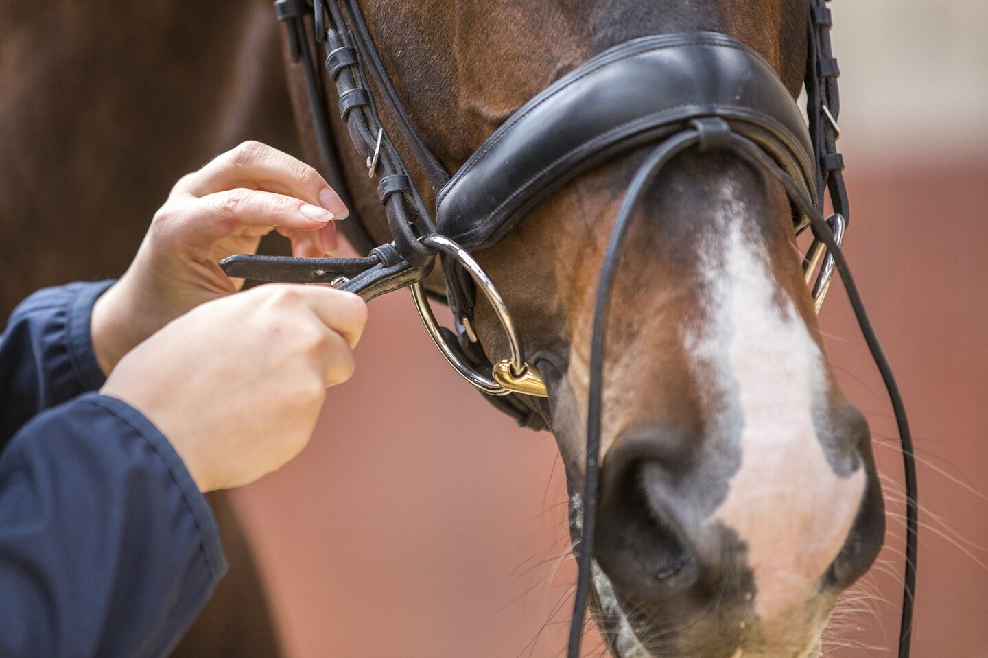 detailfoto van een hoofdstel dat bevestigd wordt bij een paard