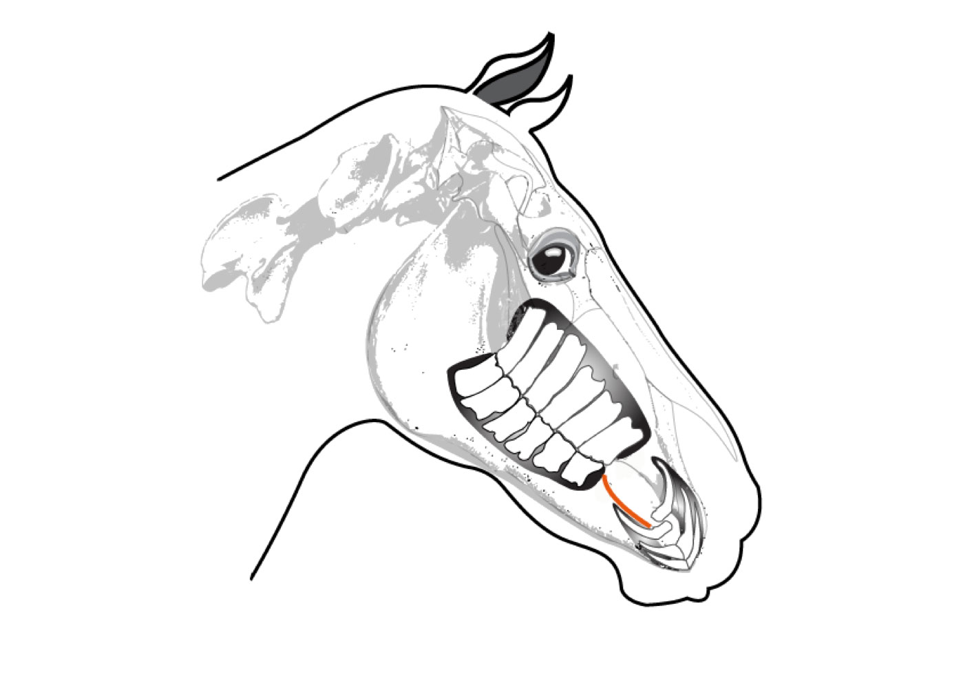 een illustratie van het paardengebit, met ook de lagen zichtbaar