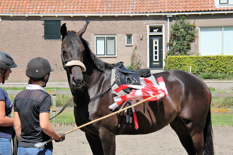 bram chardon vertelt over de wijze waarop hij het borsttuig aanbrengt bij zijn paard