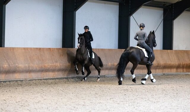 bram chardon vertelt over de wijze waarop hij het borsttuig aanbrengt bij zijn paard