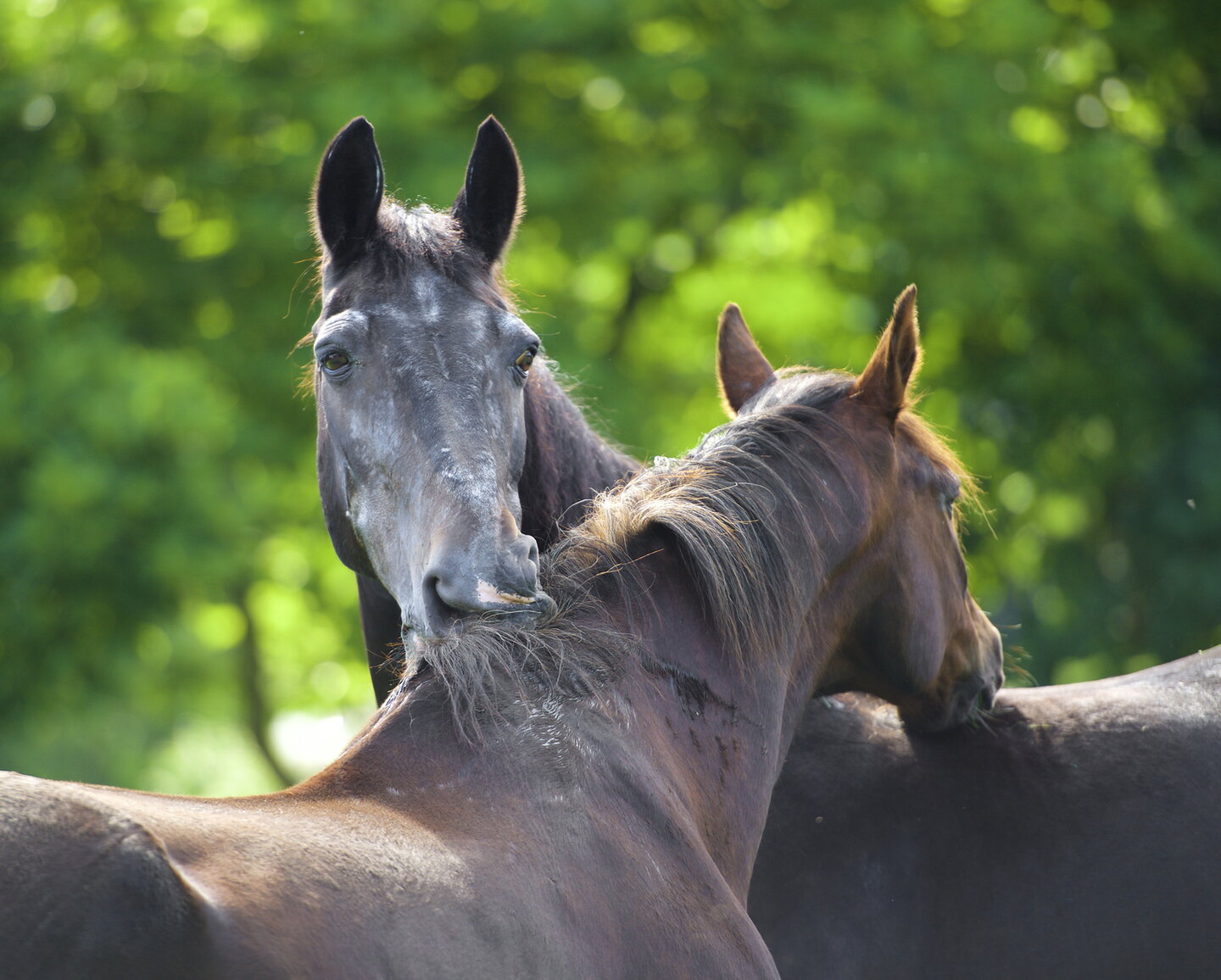 Twee paarden die op stal staan kijken naar elkaar