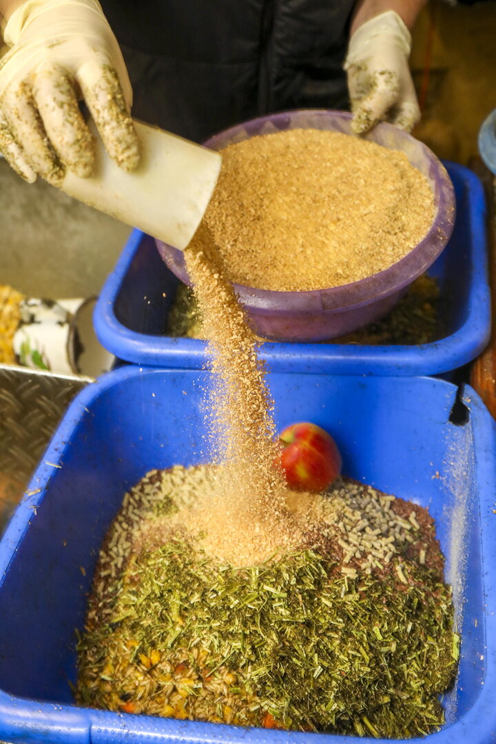 arabisch paard voor vliegtuig