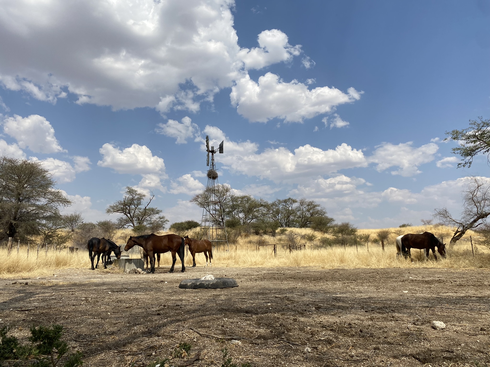 Samantha loopt naast haar veulentje