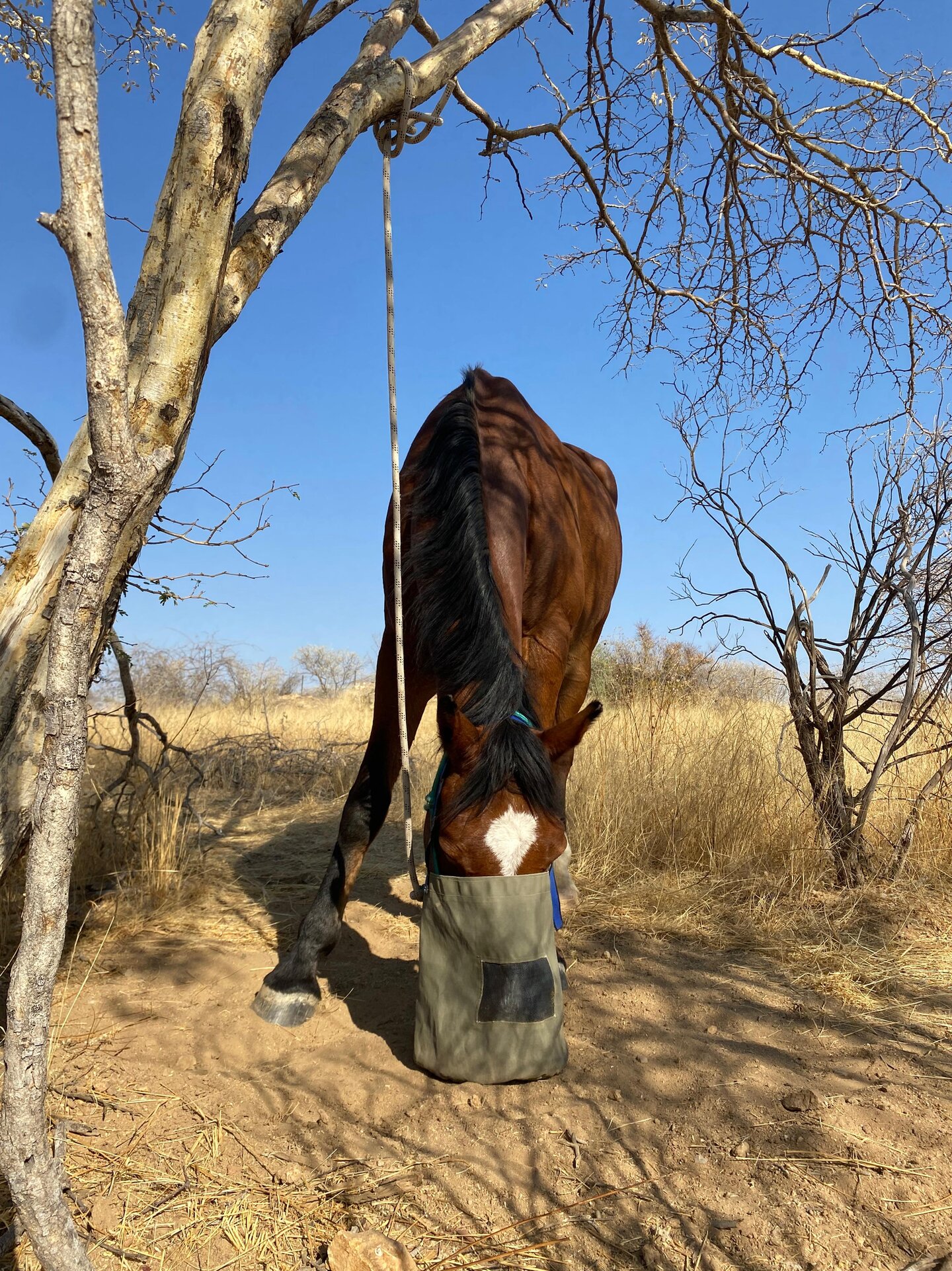 maikel van der vleuten springt met beauville z n.o.p. over een hindernis tijdens de olympische spelen